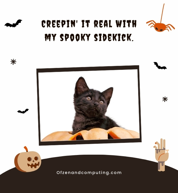 Cat Halloween Captions For Instagram (2024)