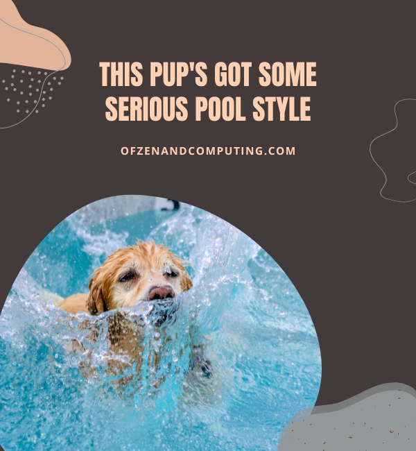 Dog Pool Captions For Instagram (2024)