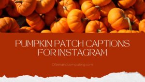 Pumpkin Patch Captions For Instagram ([cy]) لطيف ، مضحك