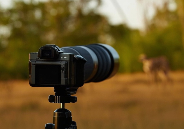 Best Sony Cameras for Wildlife Photography [cy] - ofzenandcomputing